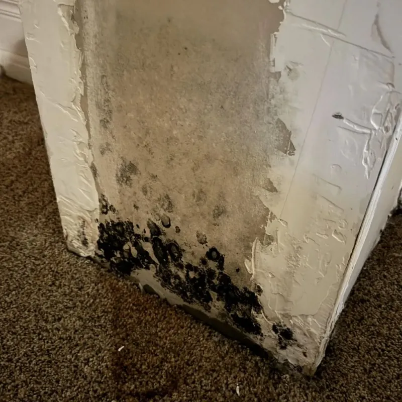 Professional Mold Removal in Livermore, KY